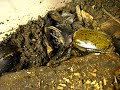 dynastes hercules lychii male -macro