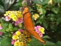Schmetterlinge im Botanischen Garten Kiel Schmetterlinge im Botanischen Garten Kiel