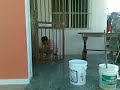 el doroteo mancho la pared.mp4