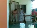 videos de el doroteo mancho la pared.mp4