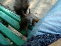 Domestic squirrel in the park - Bucharest, Romania Domestic squirrel in the park - Bucharest, Romania