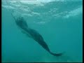 Raies Manta au Yucatan Raies Manta au Yucatan