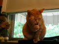 Cat Cleaning