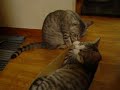 ゆず動画