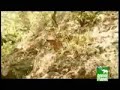 bengal tiger vs sloth bear