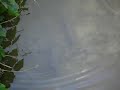 淀川のフナ？　a crucian carp in Yodogawa Riv.