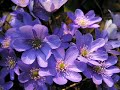 Los angeles negros llevemos flores al poeta