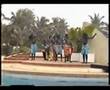 Dance and percussions-Live in Senegal 1991