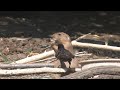 Prairie dog and bird
