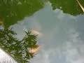 Vários peixes que eu fimei no parque da água branca no dia 16/11/2008 domingo.São Paulo Brasil. 