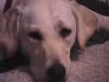 I Need A D-O-G - Puppy Music Video 1 I Need A D-O-G - Puppy Music Video 1