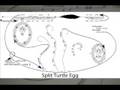 Open Me (2008), IV-V, by Hunter Ewen (Poetry by Amy Pence)