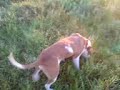 aquiles y orion
