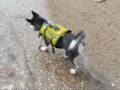 videos de husky doggy paddle