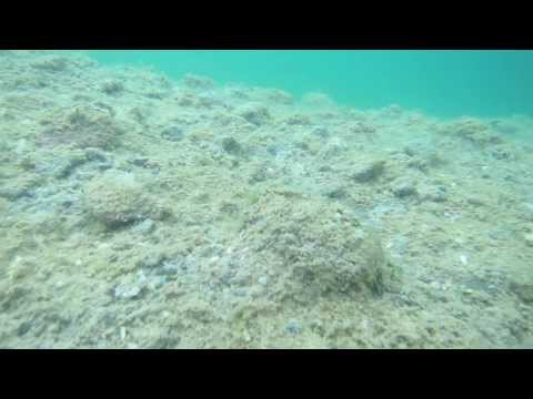 See video