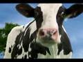 Duetto Swirly Cow