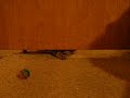 Smart Kitty