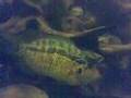 Parachromis loisellei