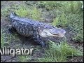 Predators of the Heart.com
