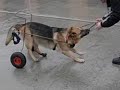 Berger allemand chien paralysé handicapé