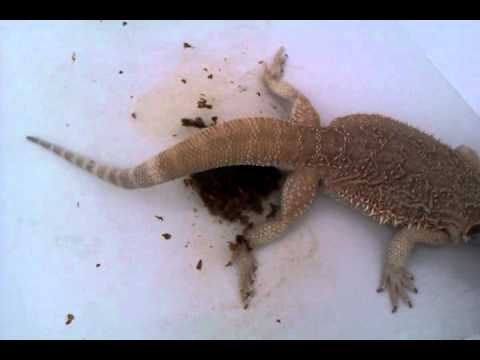 how to cure impaction bearded dragon