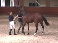 Ziesto KWPN goedgekeurd 2007 verrichtingsonderzoek