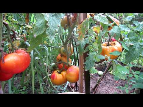how to grow huge