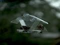 scenes-from-a-backyard-birdfeeder.html