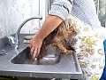Rocco toma un baño