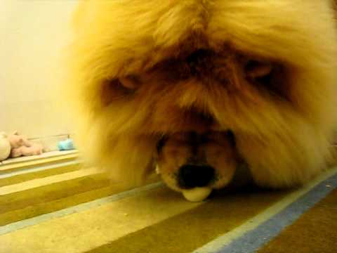 CHOW CHOW