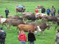 Viehscheid 2008 Oberstdorf Viehscheid 2008 Oberstdorf