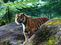 I am the Tiger! I am the Tiger!