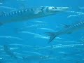 ALUCINANTE.avi