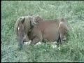 Vandal le?�c� a sn�c�. Dreaming horse.