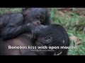 Animal Kisses