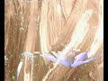 some butterlfy