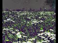 some butterlfy