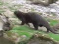 Ayr Otters