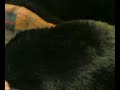 mimos felinos