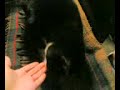 mimos felinos
