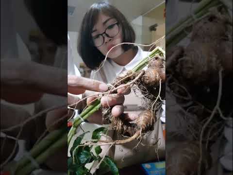 Phân biệt sâm ngọc linh và tam thất