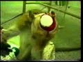 hidden camera - monkey brain experiments