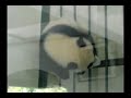 Panda Making It\