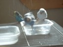 Budgies Taking a Bath