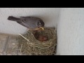 Robin Bird Nest Eggs Hatched and Baby Starlings On Front Porch Father Visits and Feeds.wmv