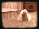 Dogs in a Commercial Dogs in a Commercial