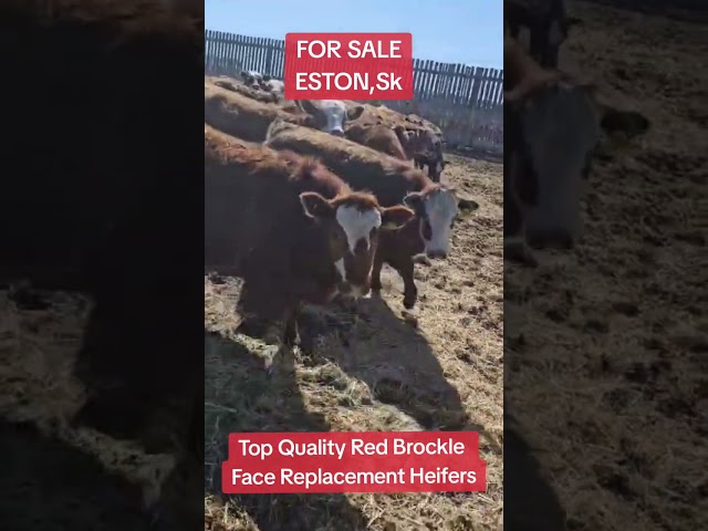 Fancy Red Brockle Face Replacement Heifers in Livestock in Brandon