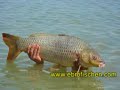 Fischen am Rio Ebro, Karpfen und Zander