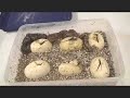 Hatching Reticulated Pythons