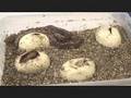 Hatching Reticulated Pythons